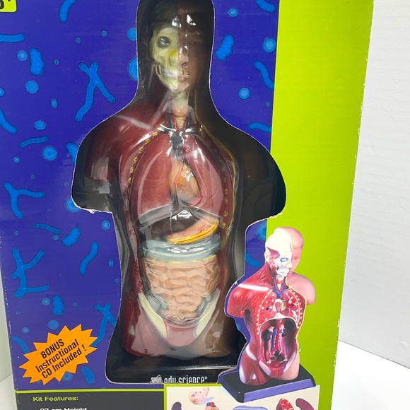 Edu Science Toys Edu Science Human Torso Anatomically Accurate